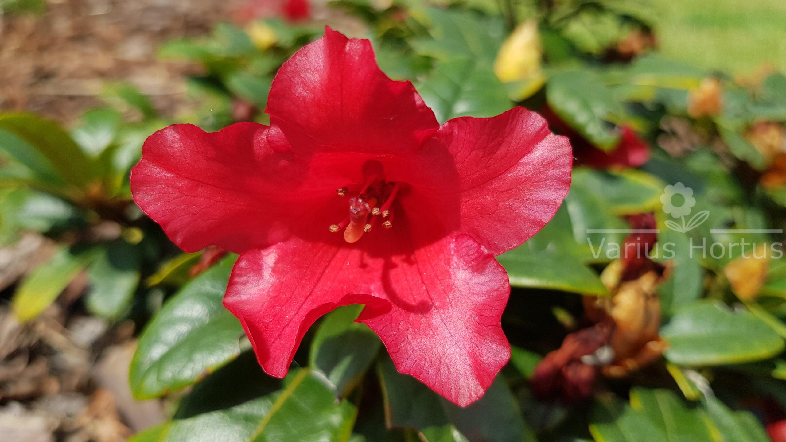 Różanecznik Bengal