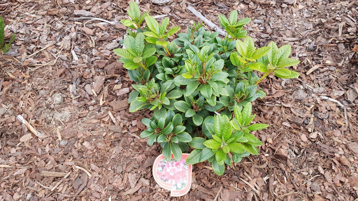 Różanecznik Bengal