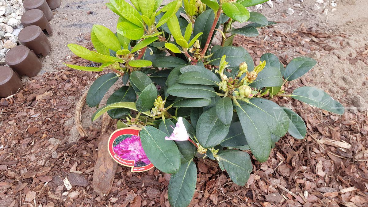 Różanecznik Blurettia