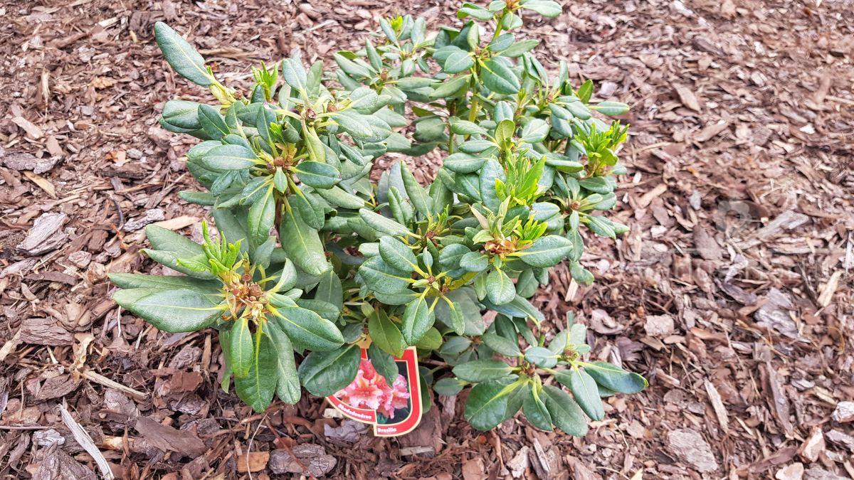 Różanecznik Brasilia