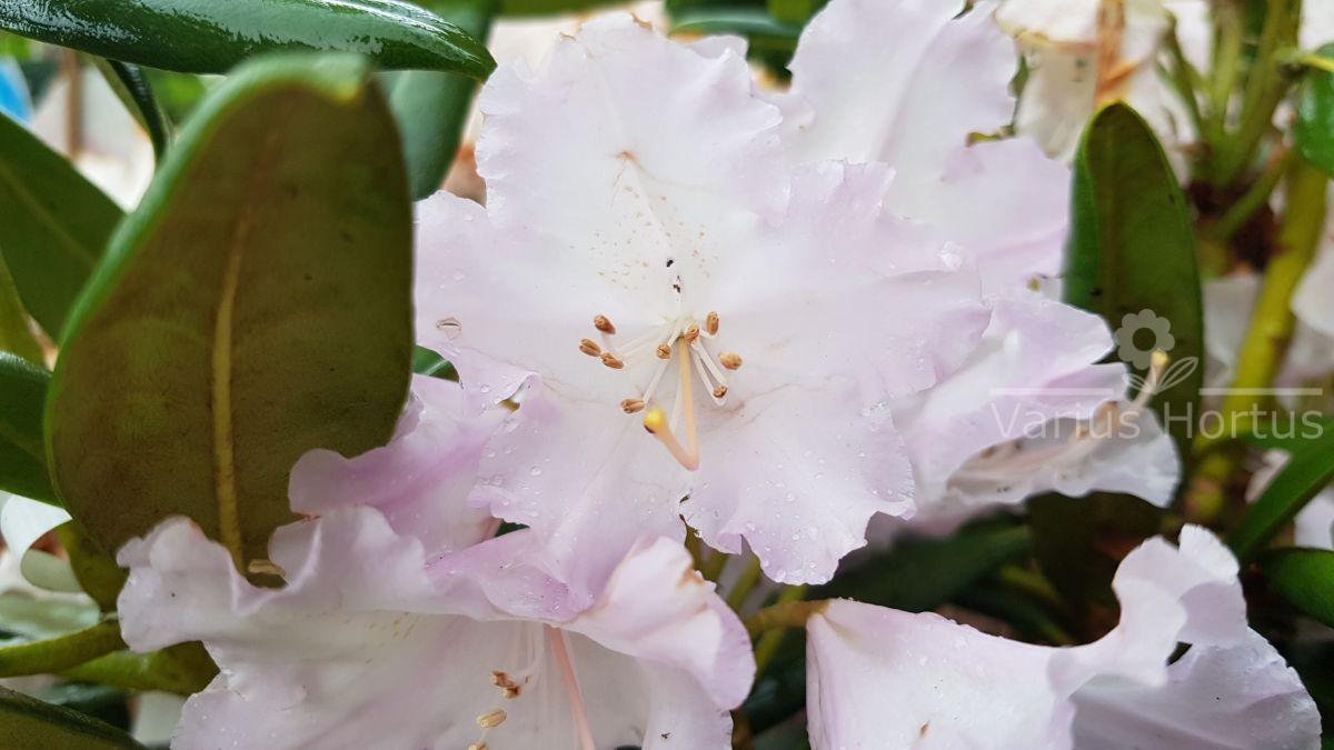 Różanecznik Caroline Allbrock