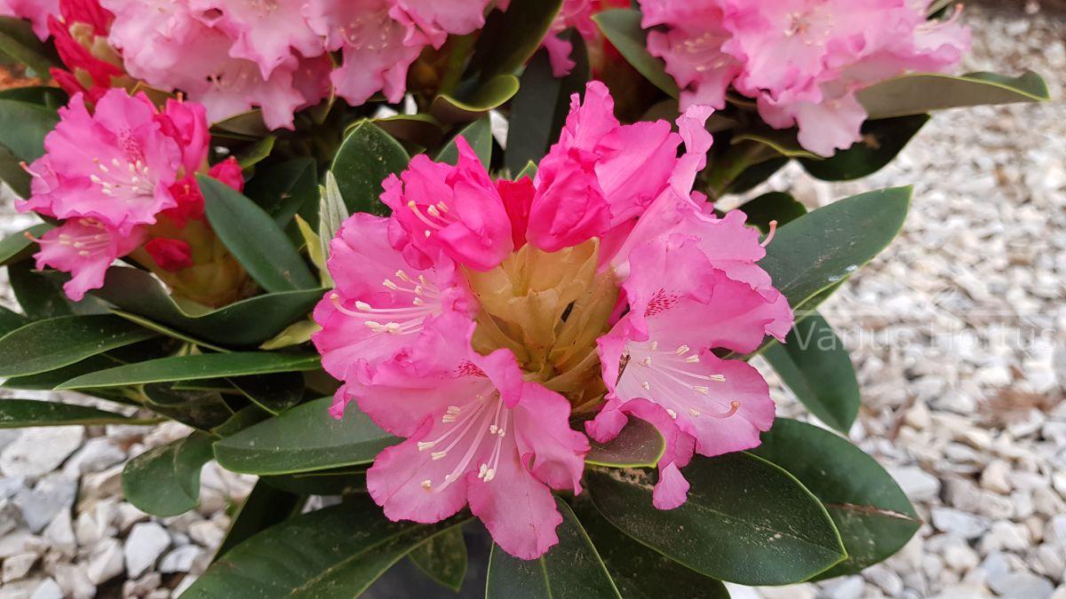 Różanecznik Excelsior