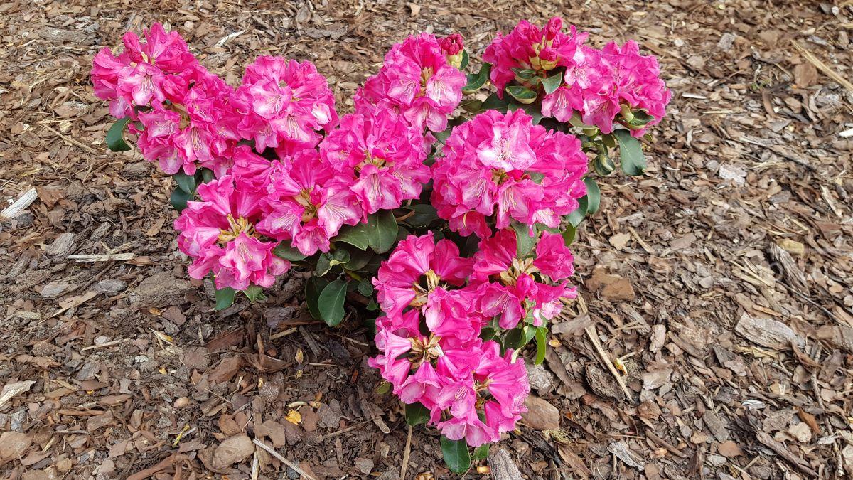 Różanecznik Gartendirektor Glocker