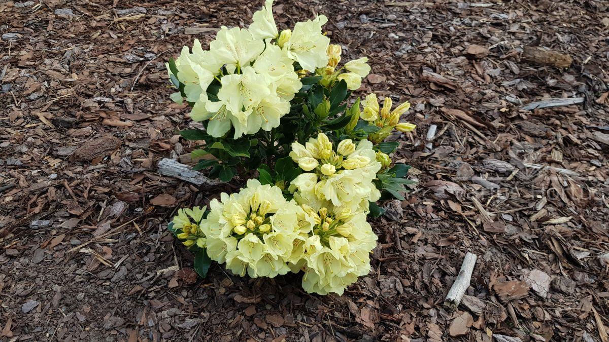 Różanecznik Goldkrone