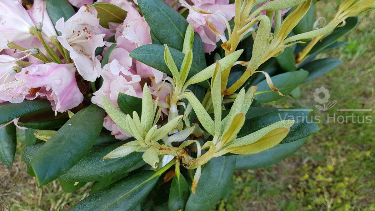 Różanecznik Kalinka