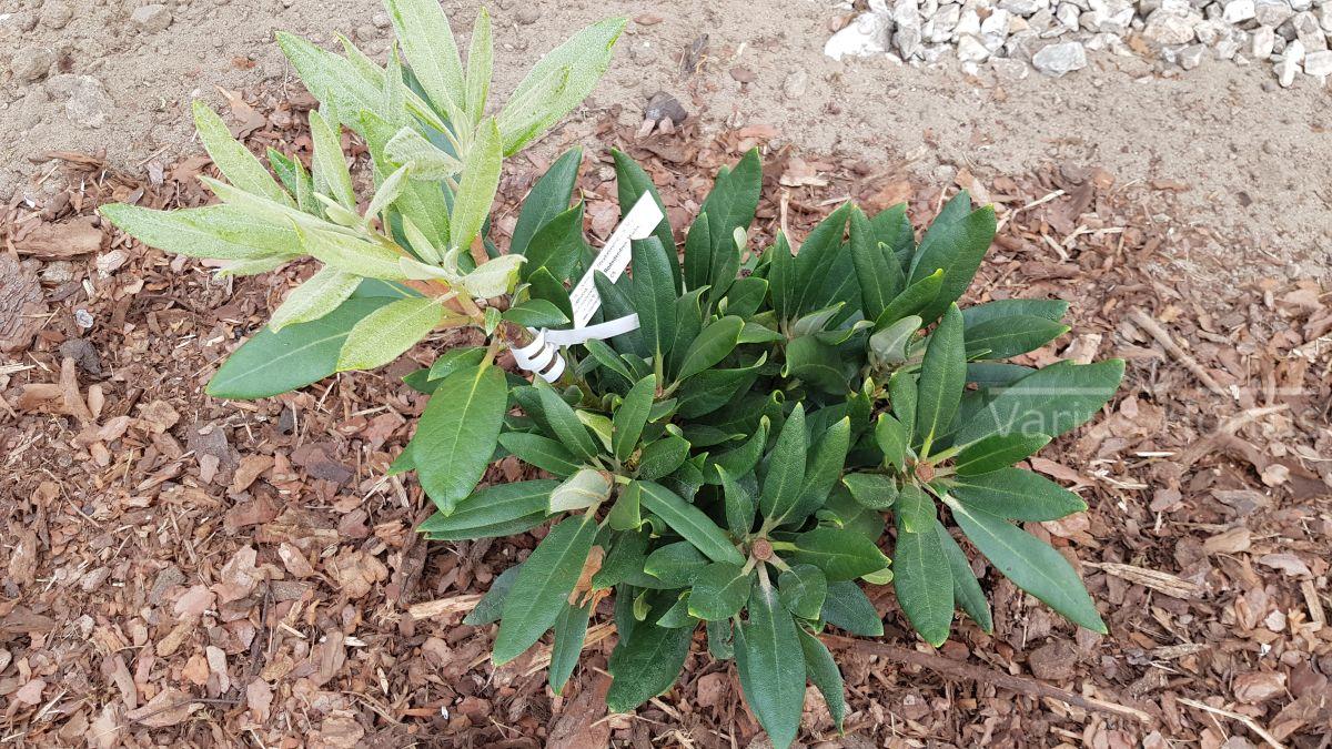 Różanecznik Marlis