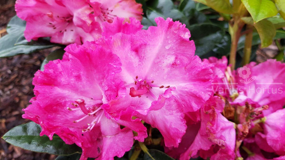 Różanecznik Professor Horst Robenek