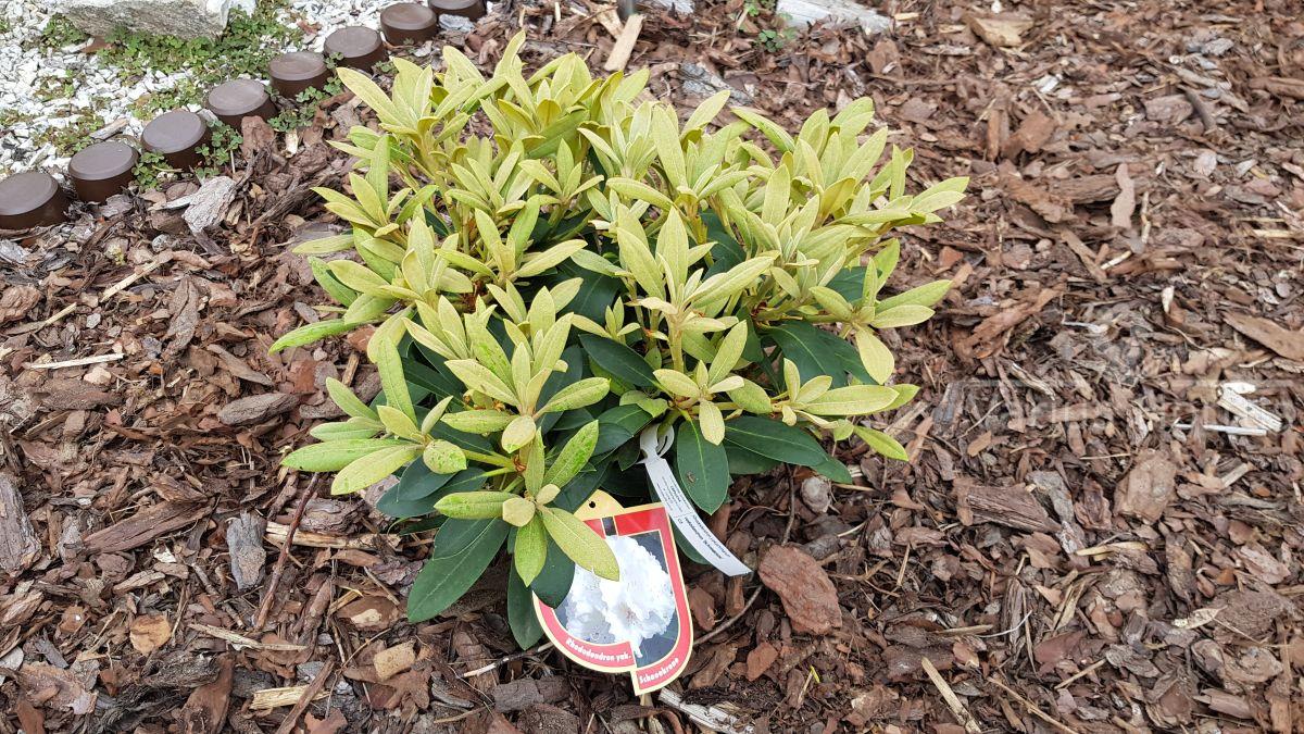 Różanecznik Schneekrone