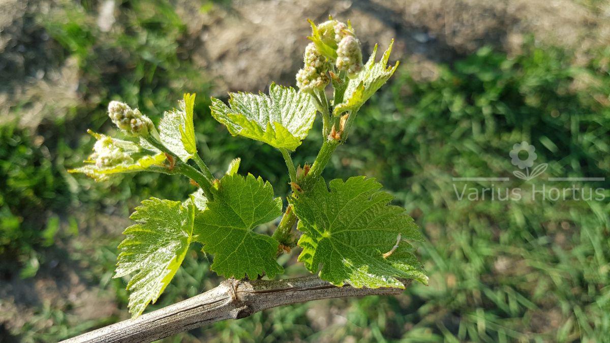 winorośl salome sirame młode pąki