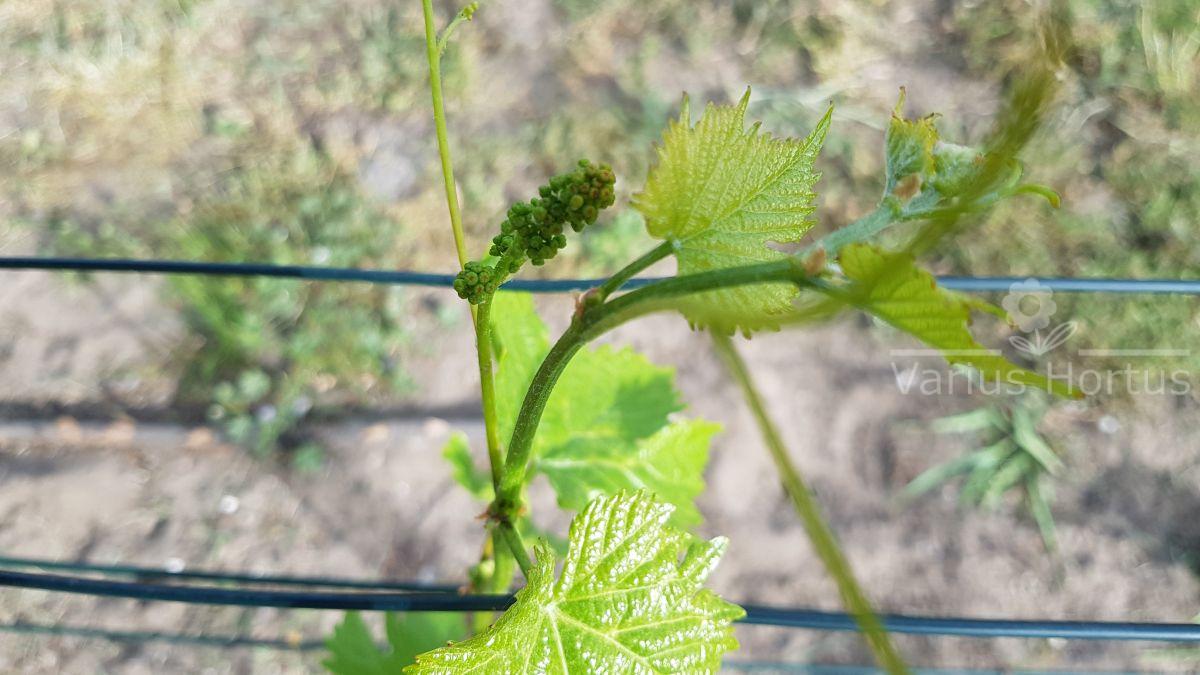 winorośl salome sirame młode pąki