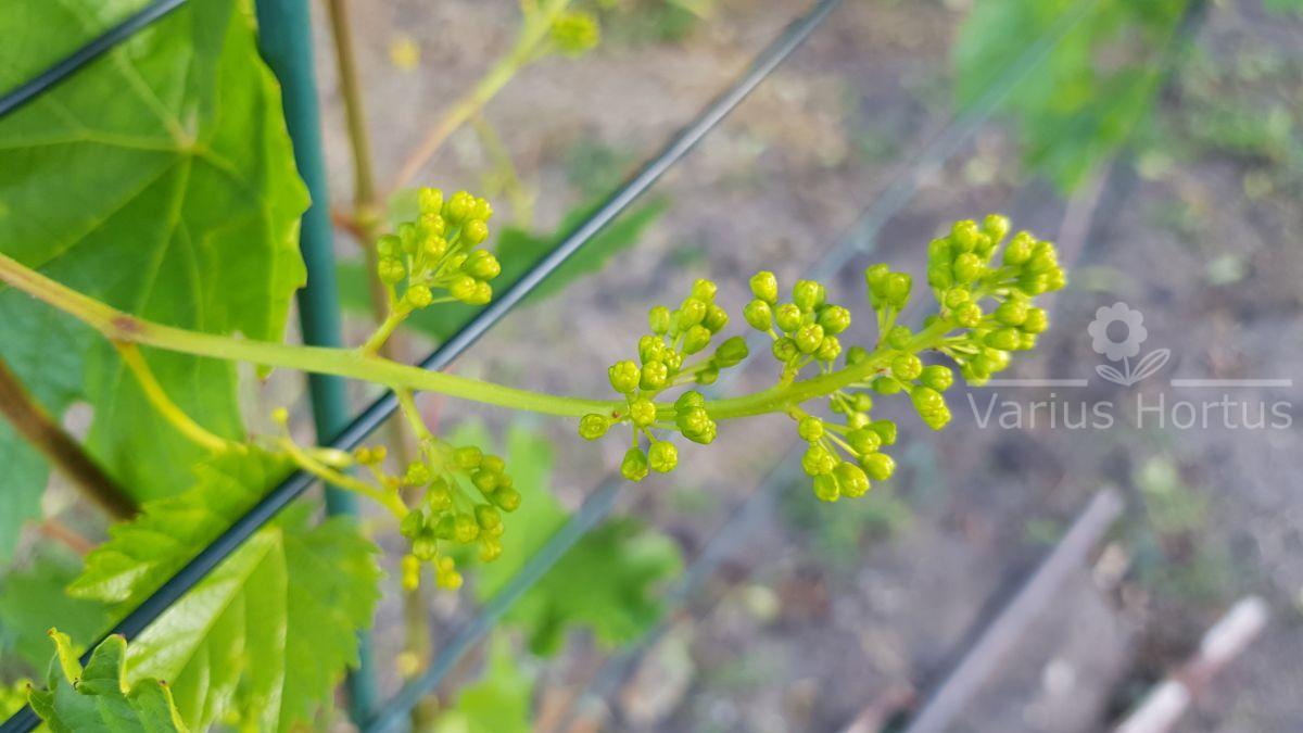 winorośl salome sirame kwiatostany