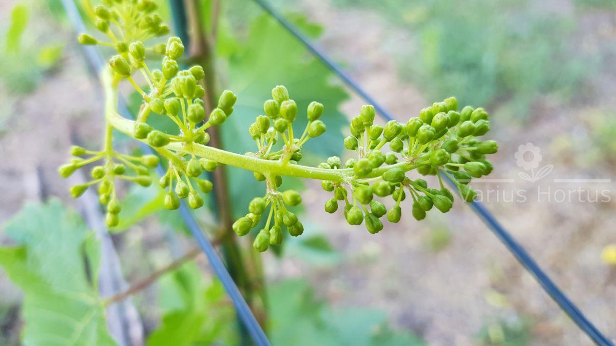 winorośl salome sirame kwiatostany