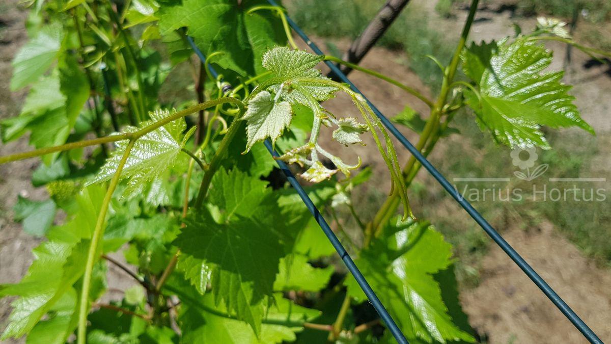 winorośl salome sirame koronka