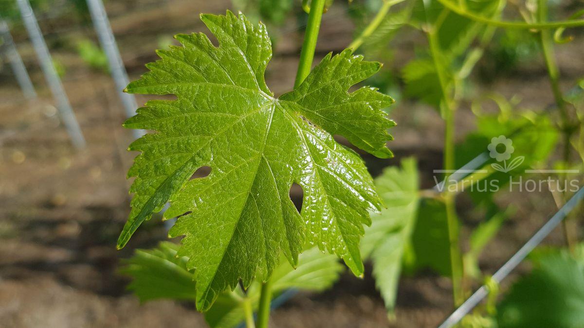 winorośl salome sirame liść