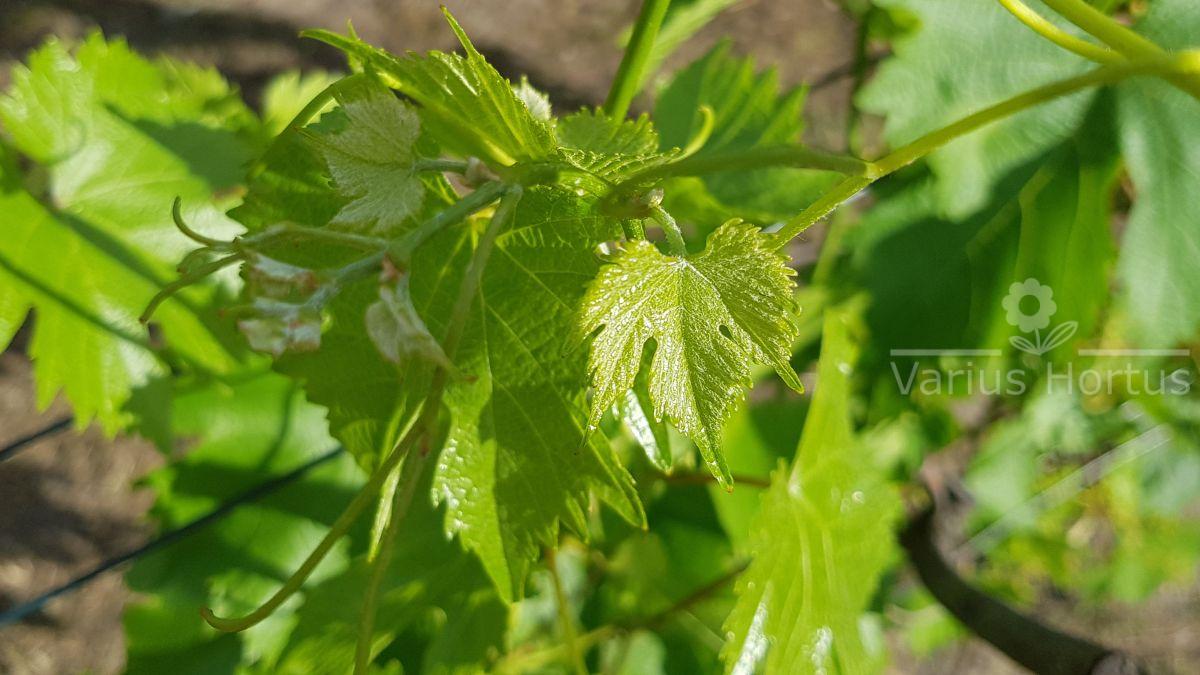 winorośl salome sirame