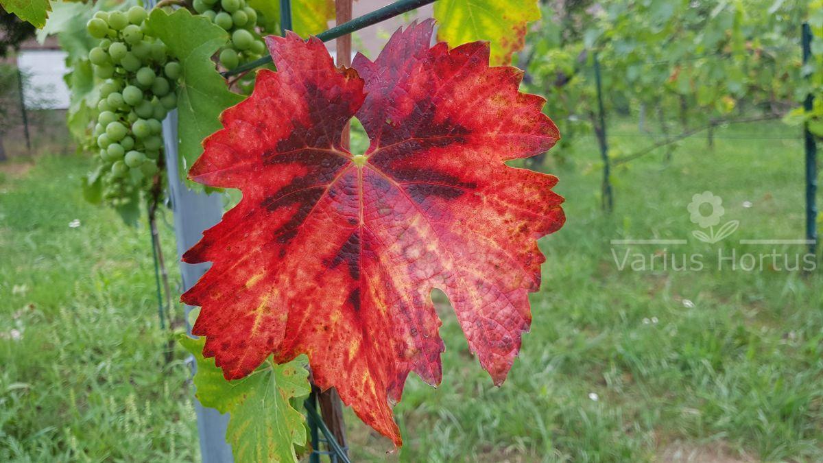 Przebarwiony liść Zweigelt