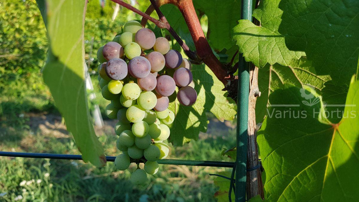 Przebarwianie jagód Zweigelt (veraison)