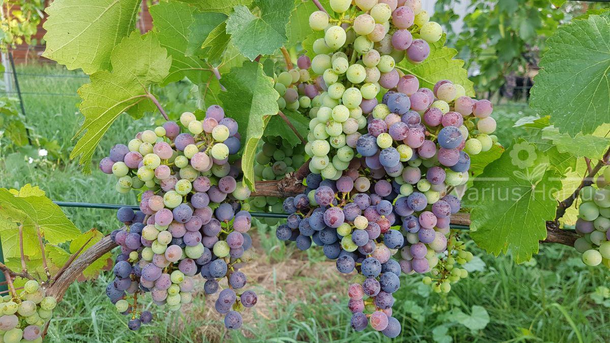 Veraison Zweigelt