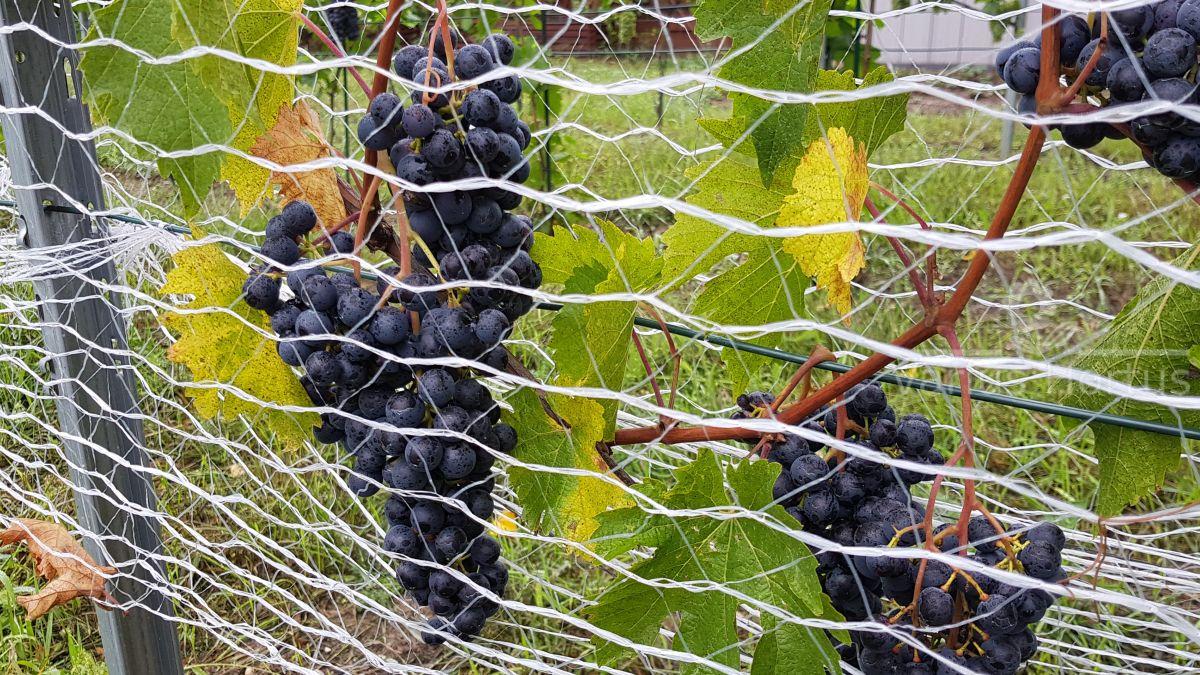 winorośl salome sirame grona przed winobraniem