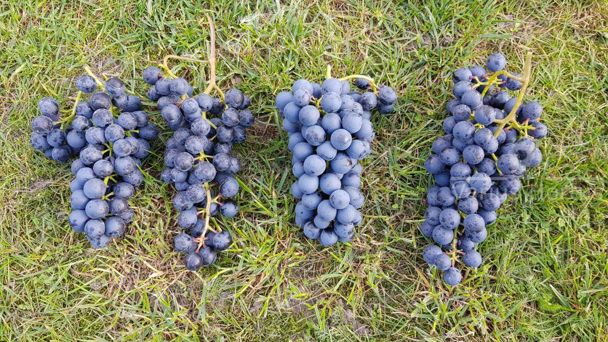 grona winorośli Siramé lub Salome