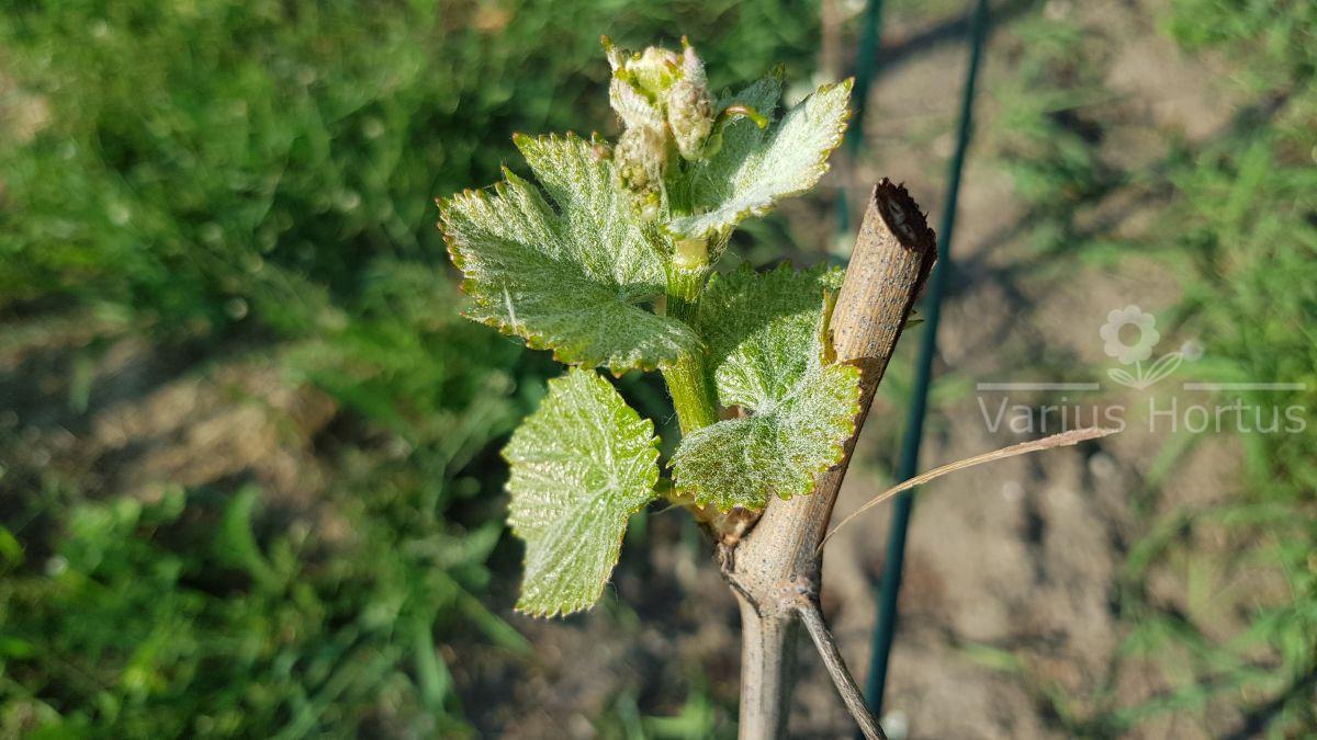 Młode liście i zaczątki kwiatostanów Pinot Noir