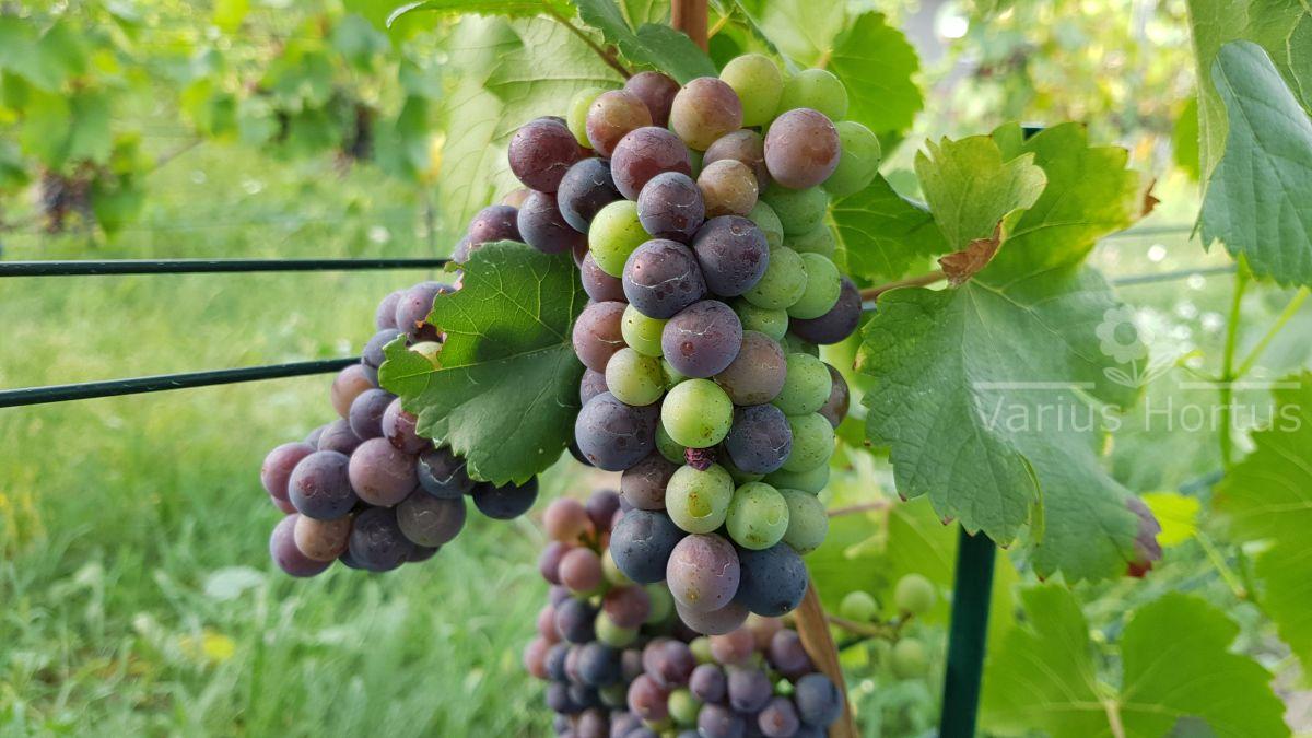 Przebarwianie jagód Pinot Noir (veraison)