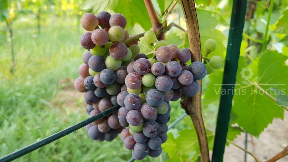 Przebarwianie jagód Pinot Noir (veraison)