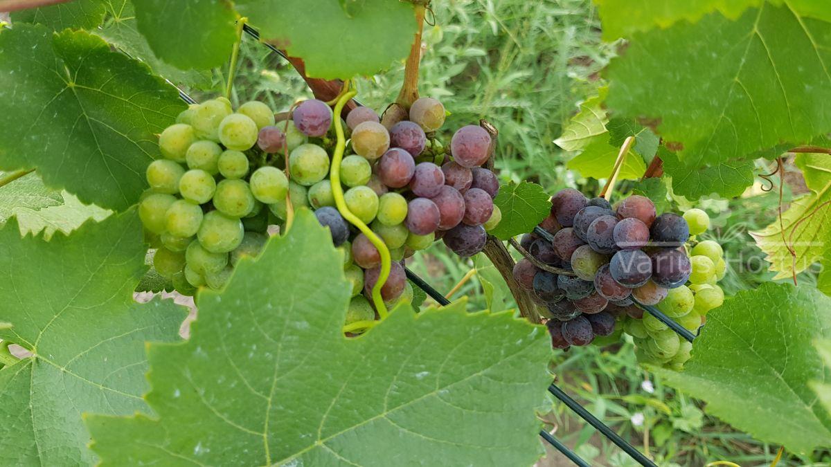 Przebarwianie jagód Pinot Noir (veraison)