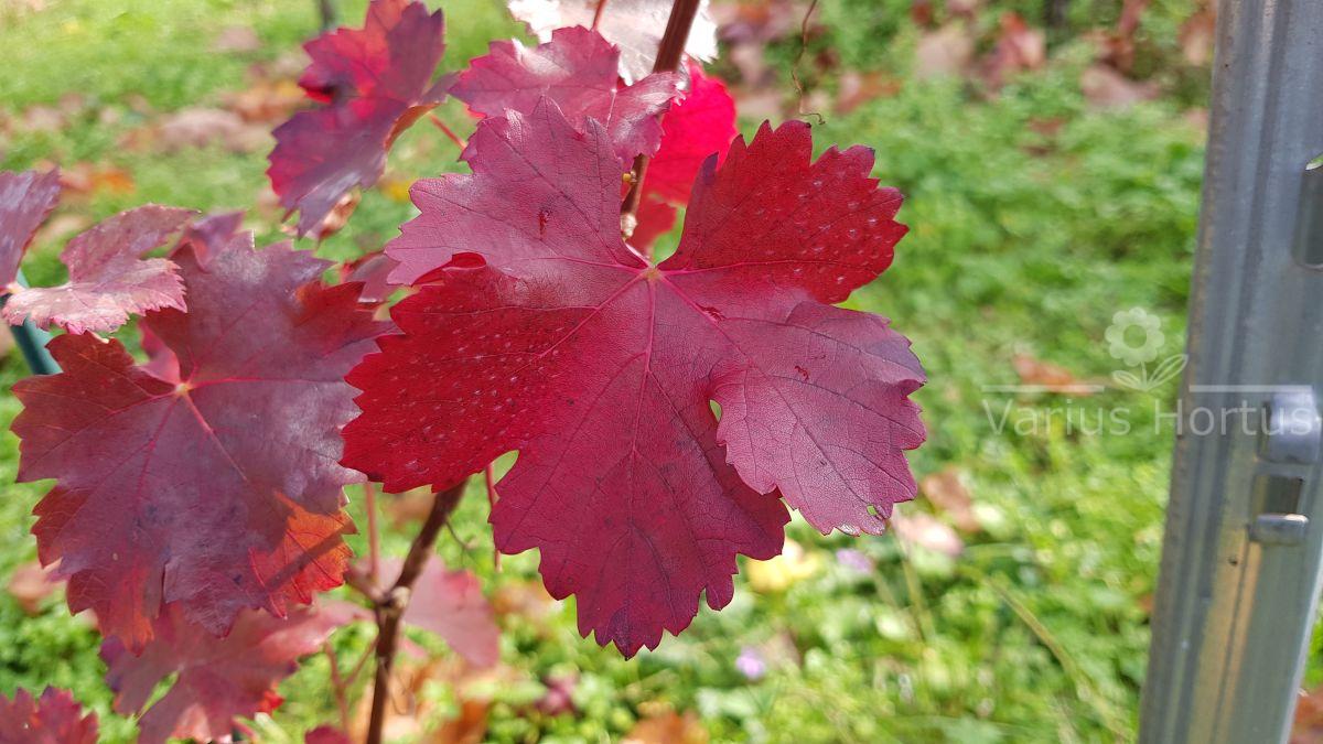 Winorośl Rubinet liść jesienią