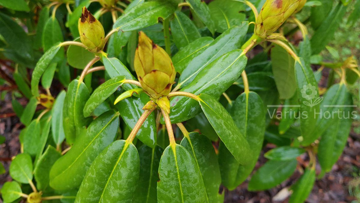 Rhododendron Calsap pąki jesienią