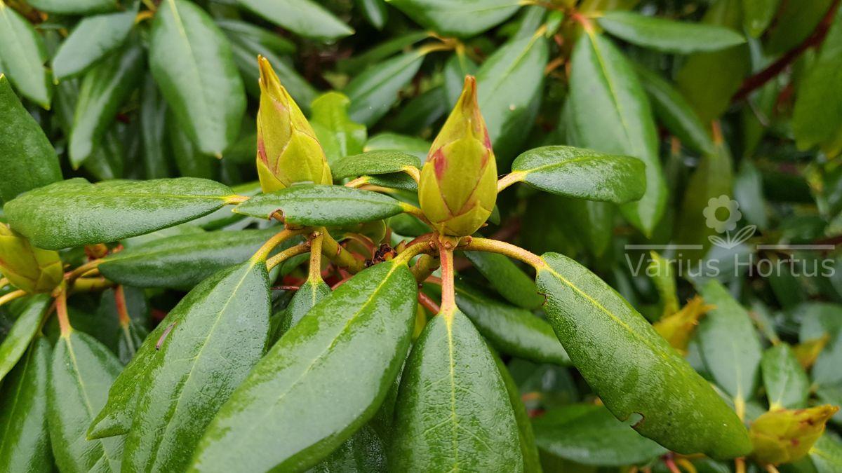 Różanecznik Roseum Elegans pąki