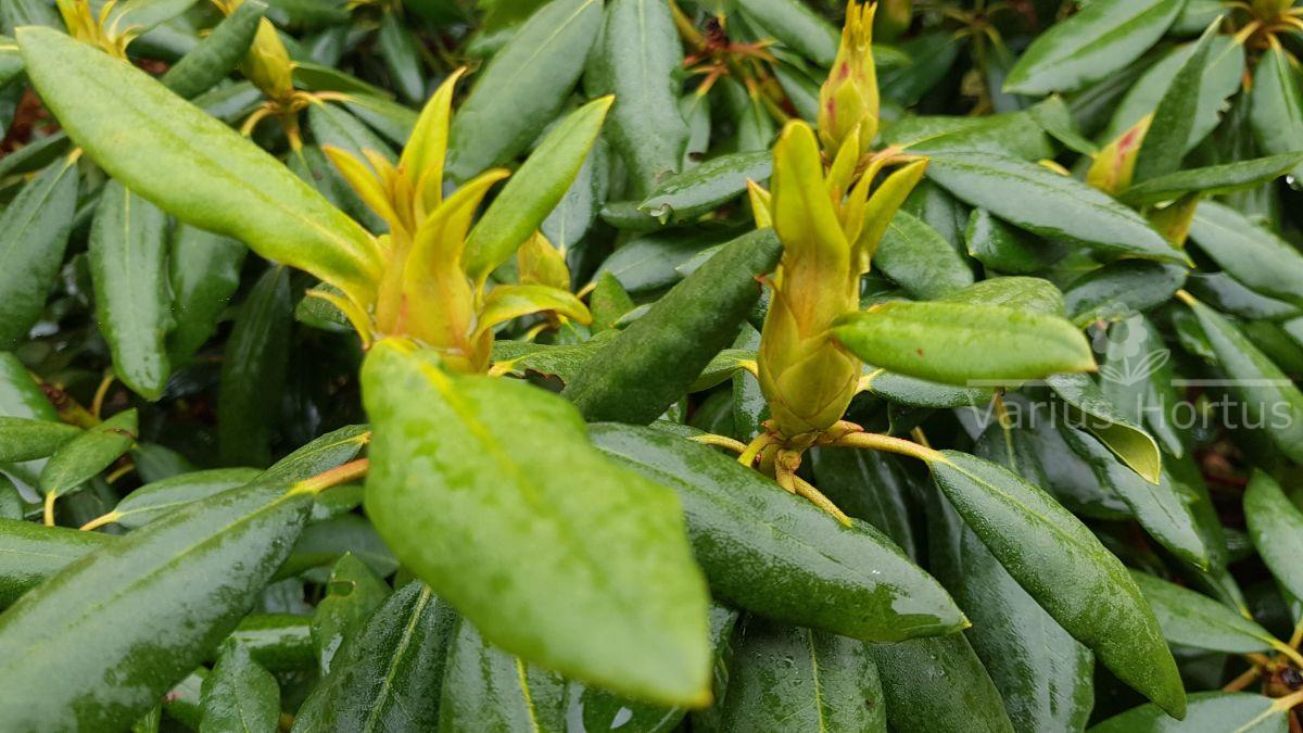 Rododendron Roseum Elegans pąki