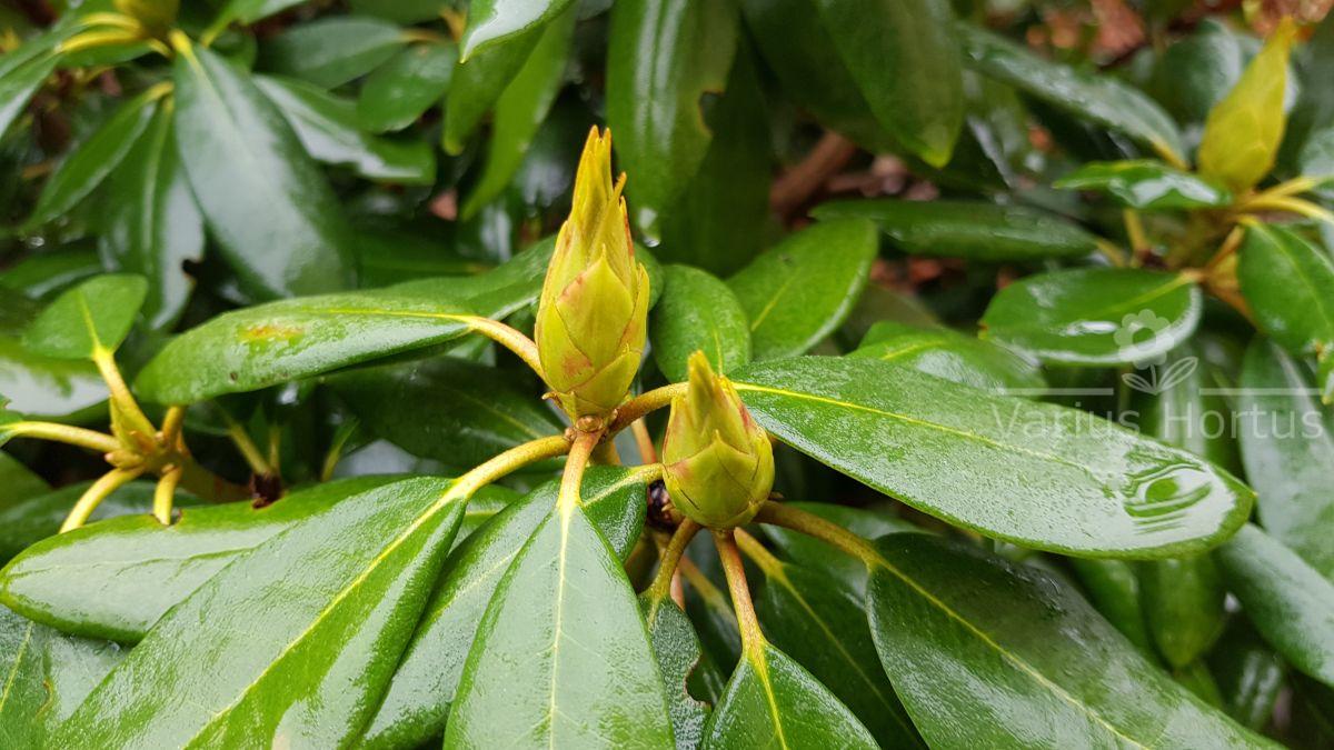 Rhododendron Roseum Elegans pąki