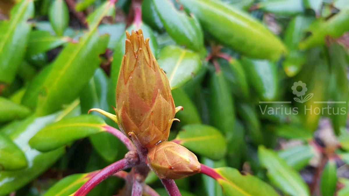 Różanecznik Kazimierz Wielki pąk jesienią
