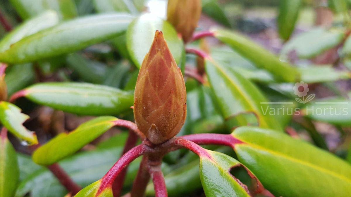 Rododendron Kazimierz Wielki pąk jesienią