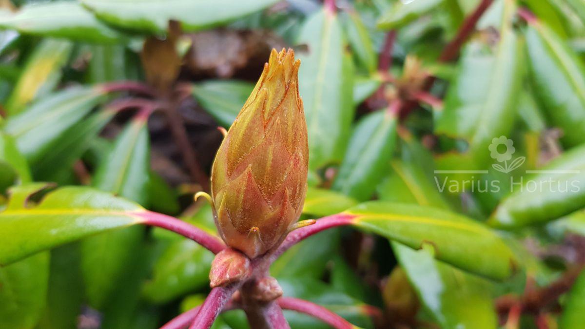 Różanecznik Kazimierz Wielki pąk jesienią