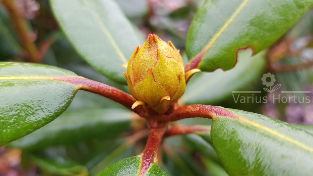 Rododendron Busuki 'Hachbusk' pąk jesienią