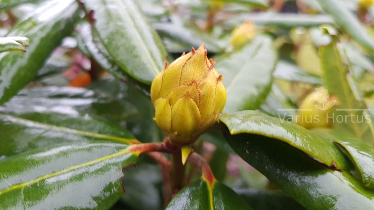 Rhododendron Busuki 'Hachbusk' pąk jesienią