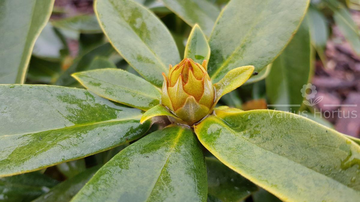 Różanecznik Excelsior pąk