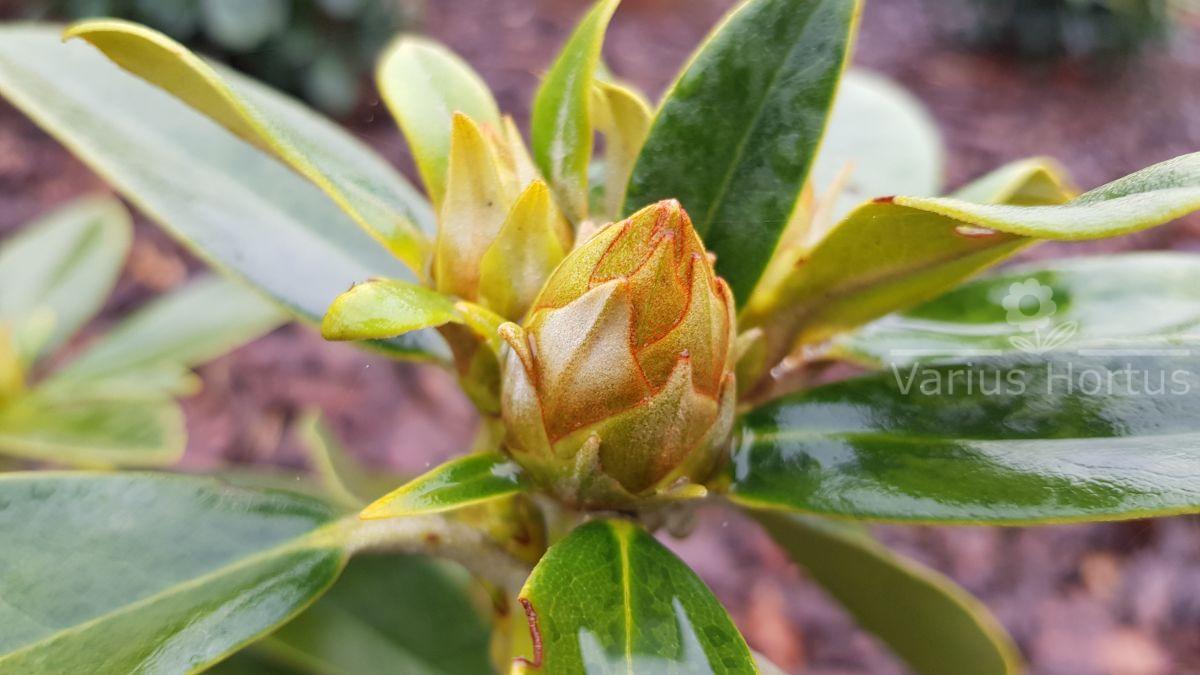 Rododendron Excelsior pąk