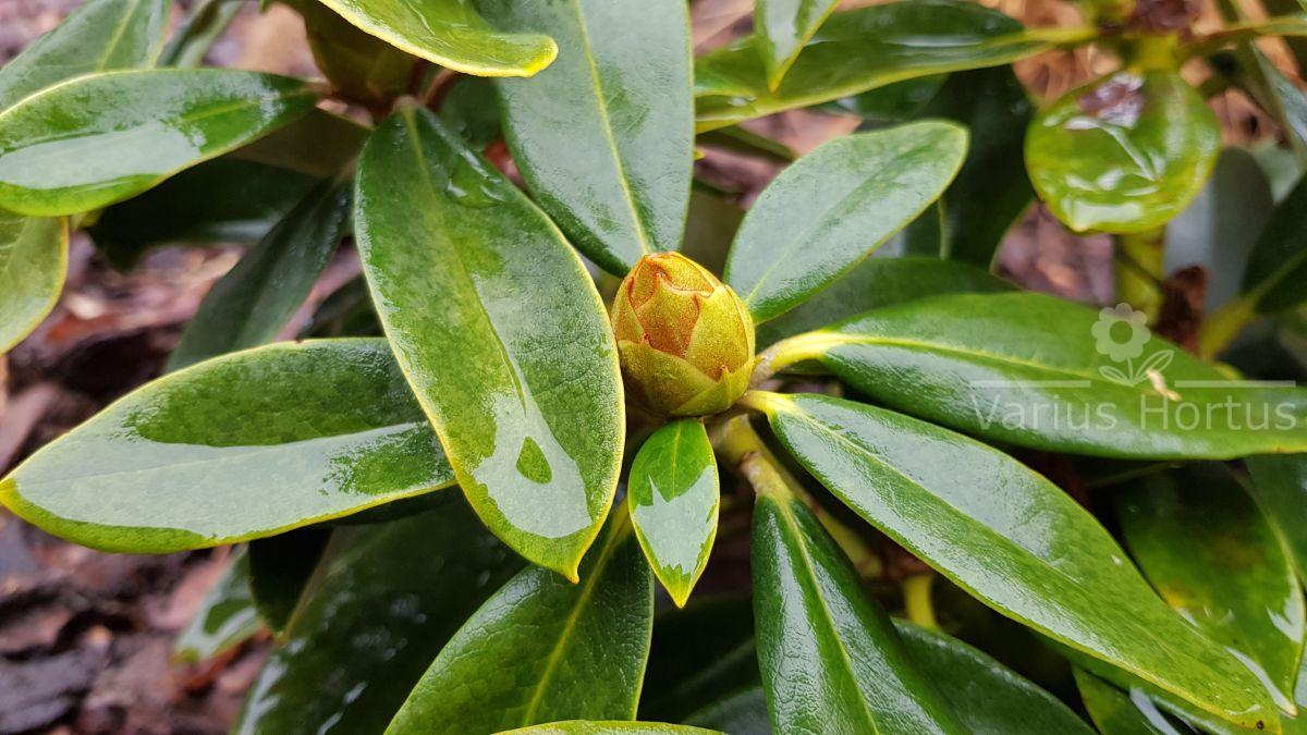 Rhododendron Excelsior pąk