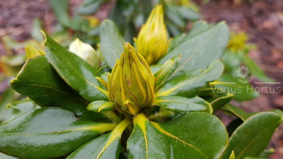 Różanecznik Goldkrone pąk