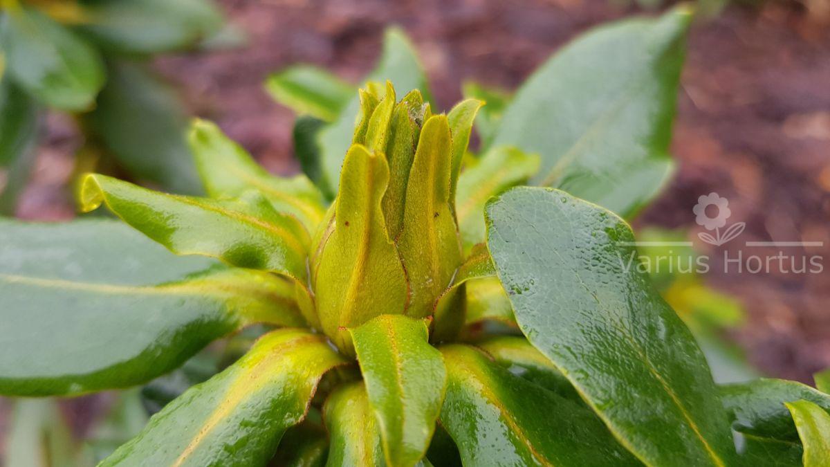 Rododendron Goldkrone pąk