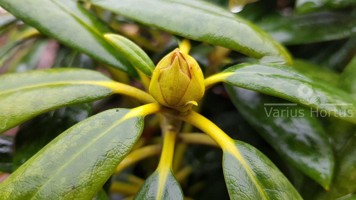 Różanecznik Schneekrone pąki jesienią