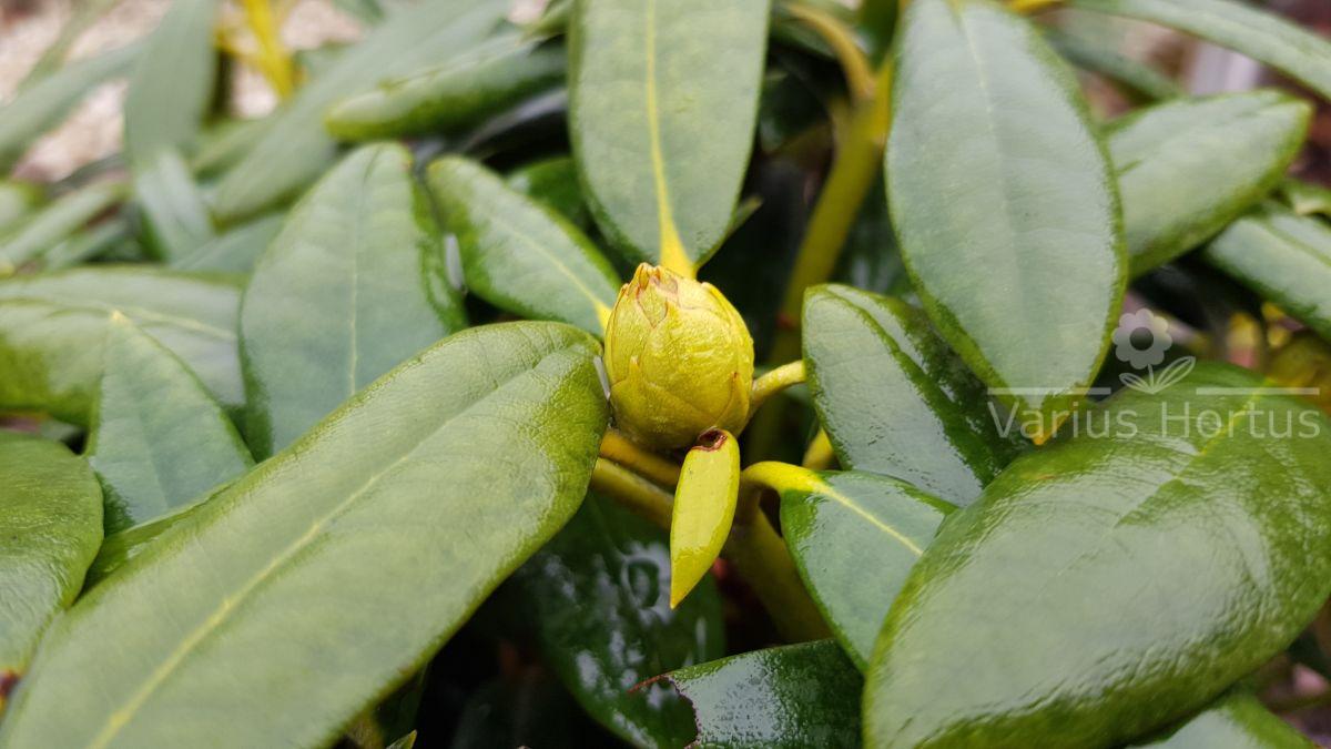 Różanecznik Schneekrone pąki jesienią