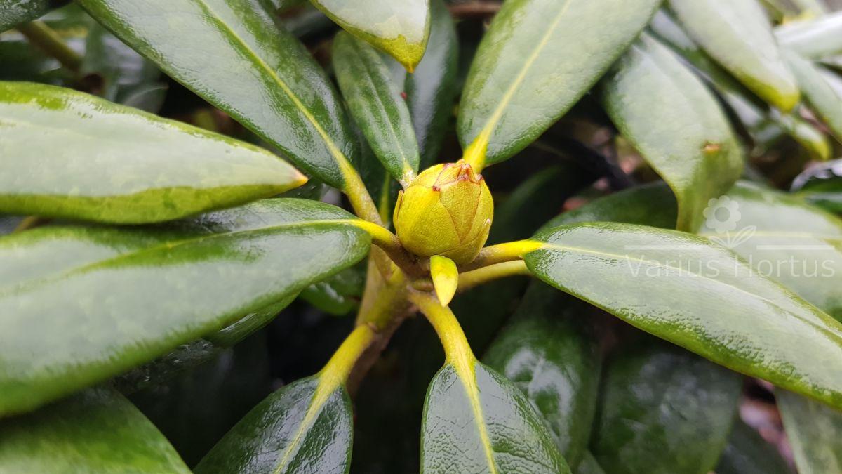 Różanecznik Schneekrone pąki jesienią