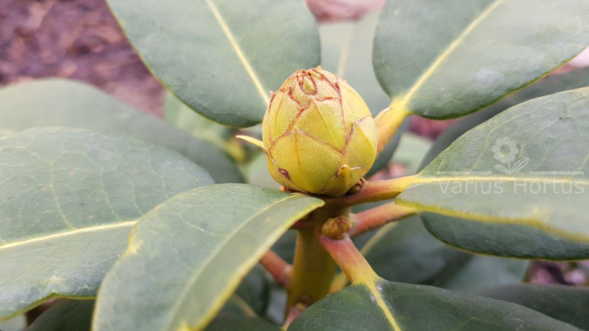 Różanecznik Professor Horst Robenek pąk