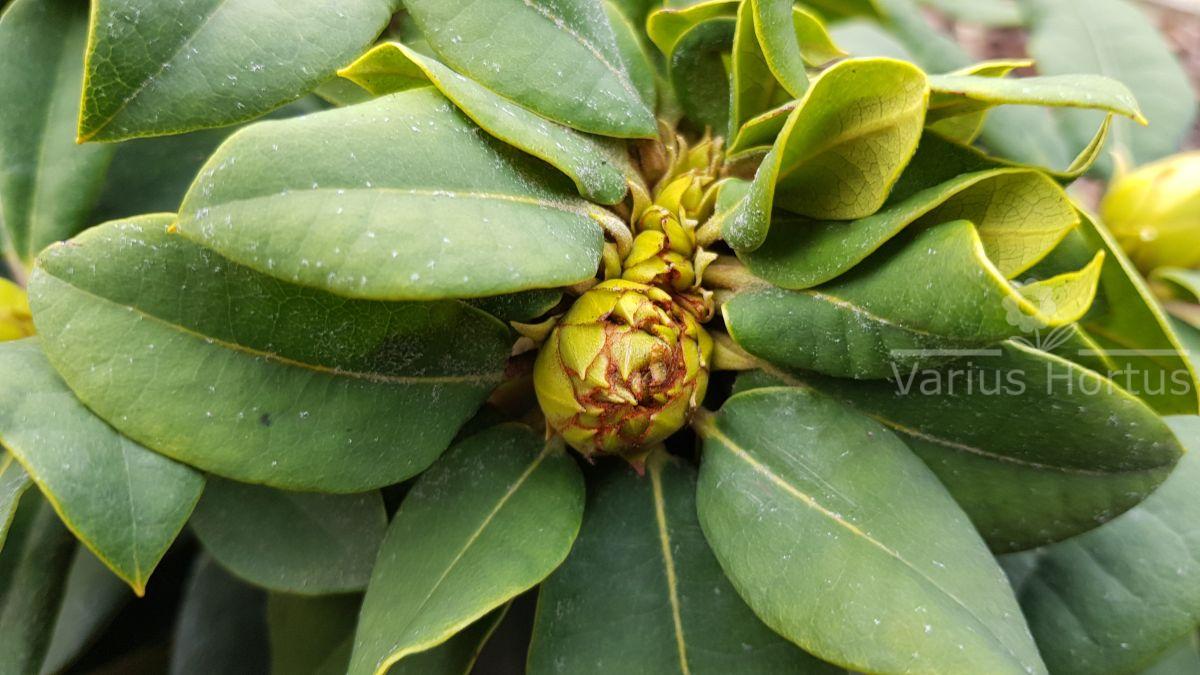 Różanecznik Professor Horst Robenek pąk