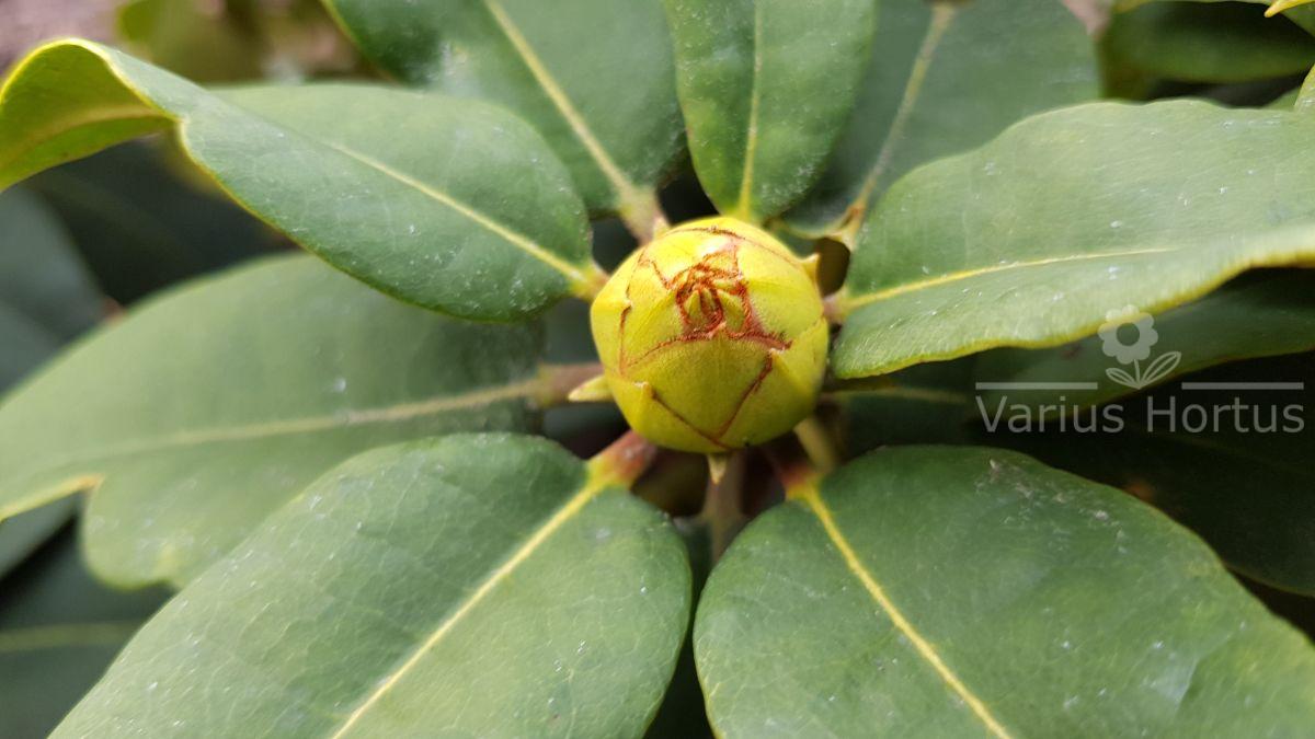 Rododendron Professor Horst Robenek pąk