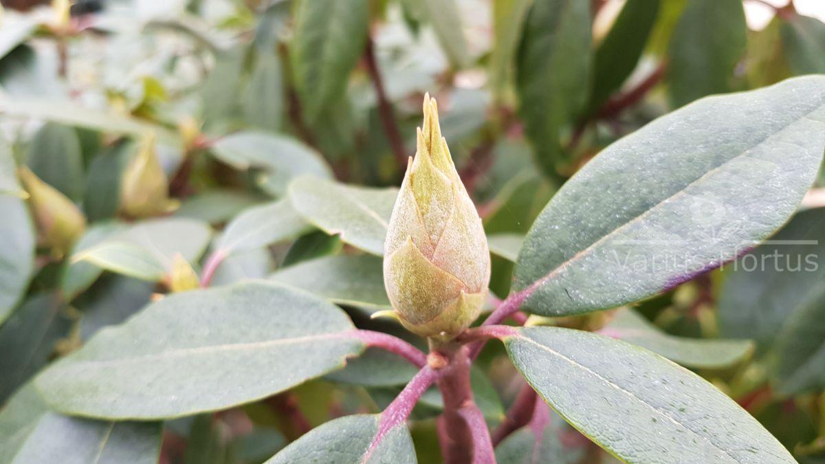 Rododendron Kali pąk jesienią